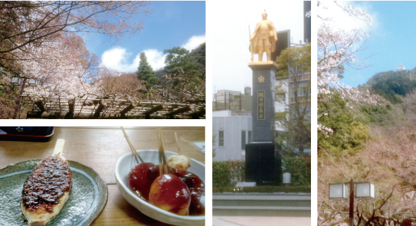 岐阜公園の桜