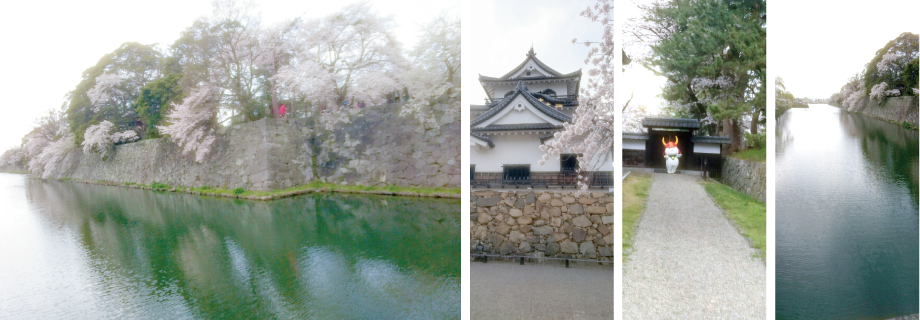 彦根城の桜